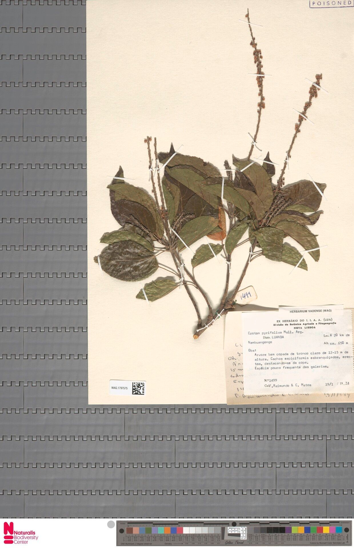 Croton pyrifolius — houseplant care guide