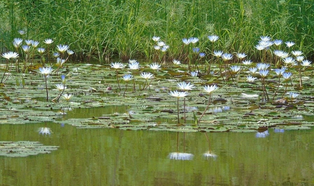 Nymphaea elegans bark