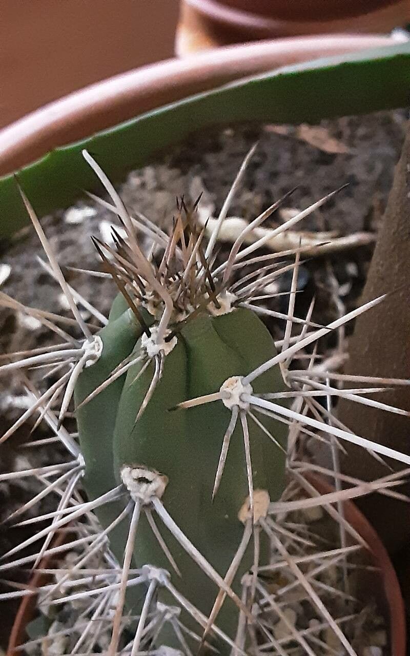 Harrisia martinii leaf