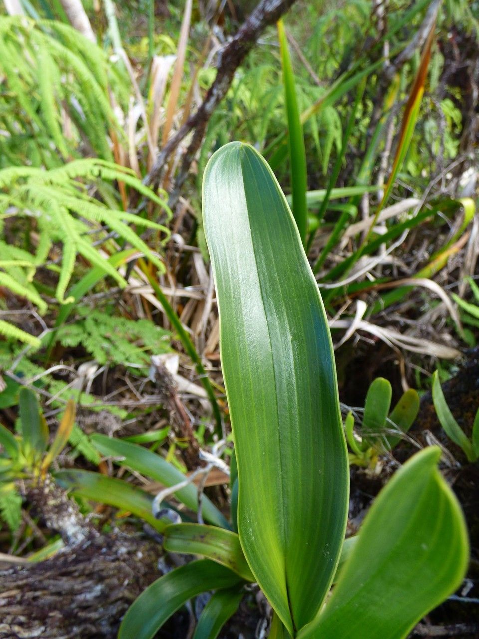 Angraecum bracteosum leaf