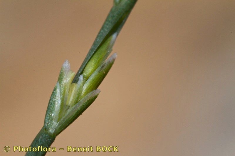 Narduroides salzmannii — search result for 'Libya'