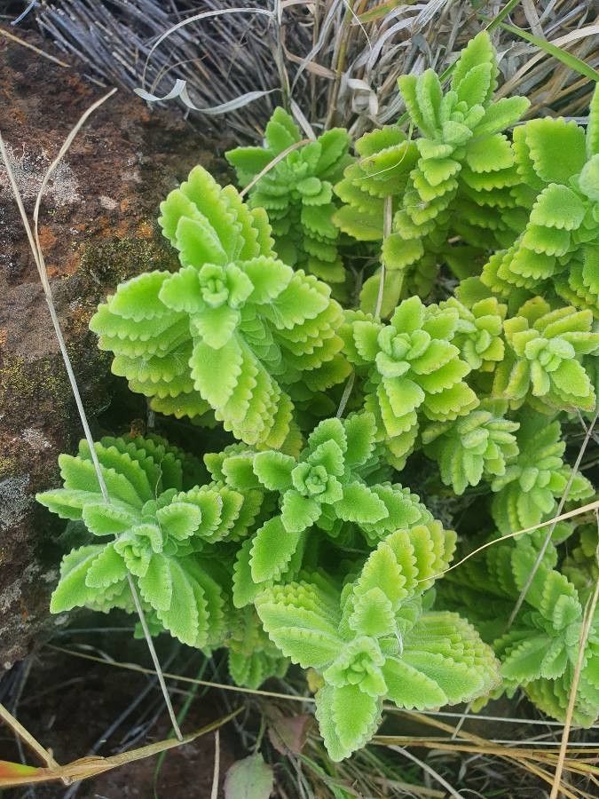 Aeollanthus densiflorus — related species from the same genus