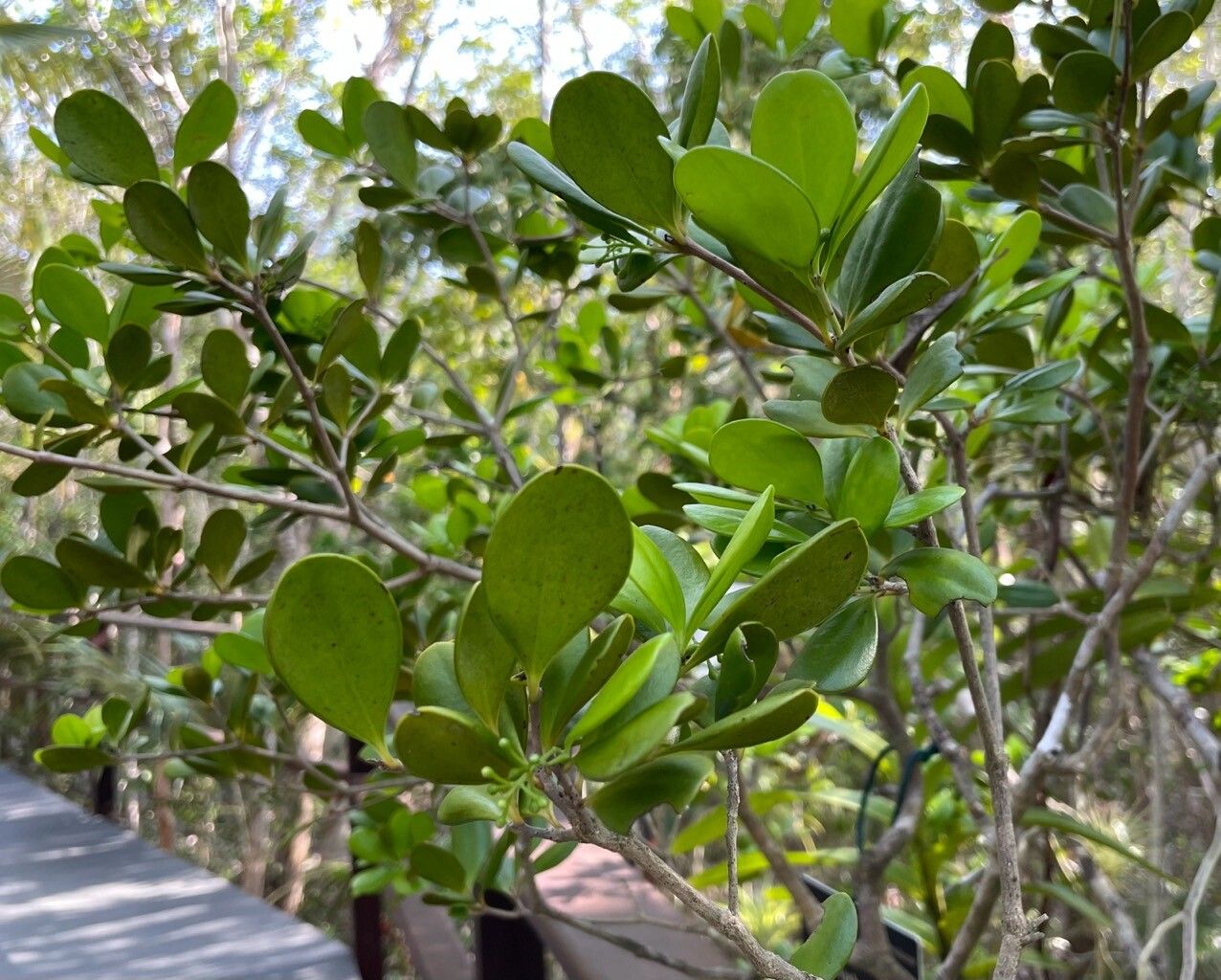 Jacquinia proctorii habit