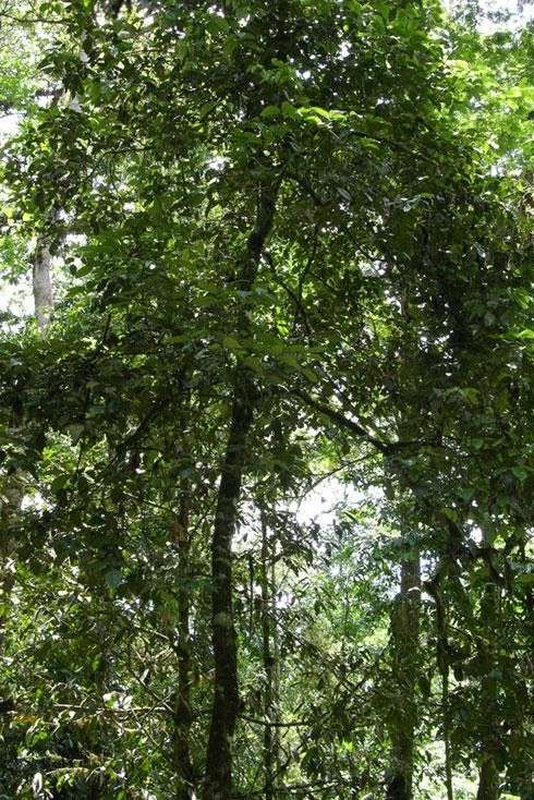 Nectandra hypoleuca habit