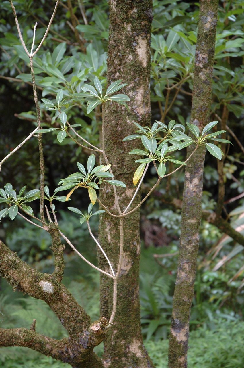 Rauvolfia sandwicensis habit