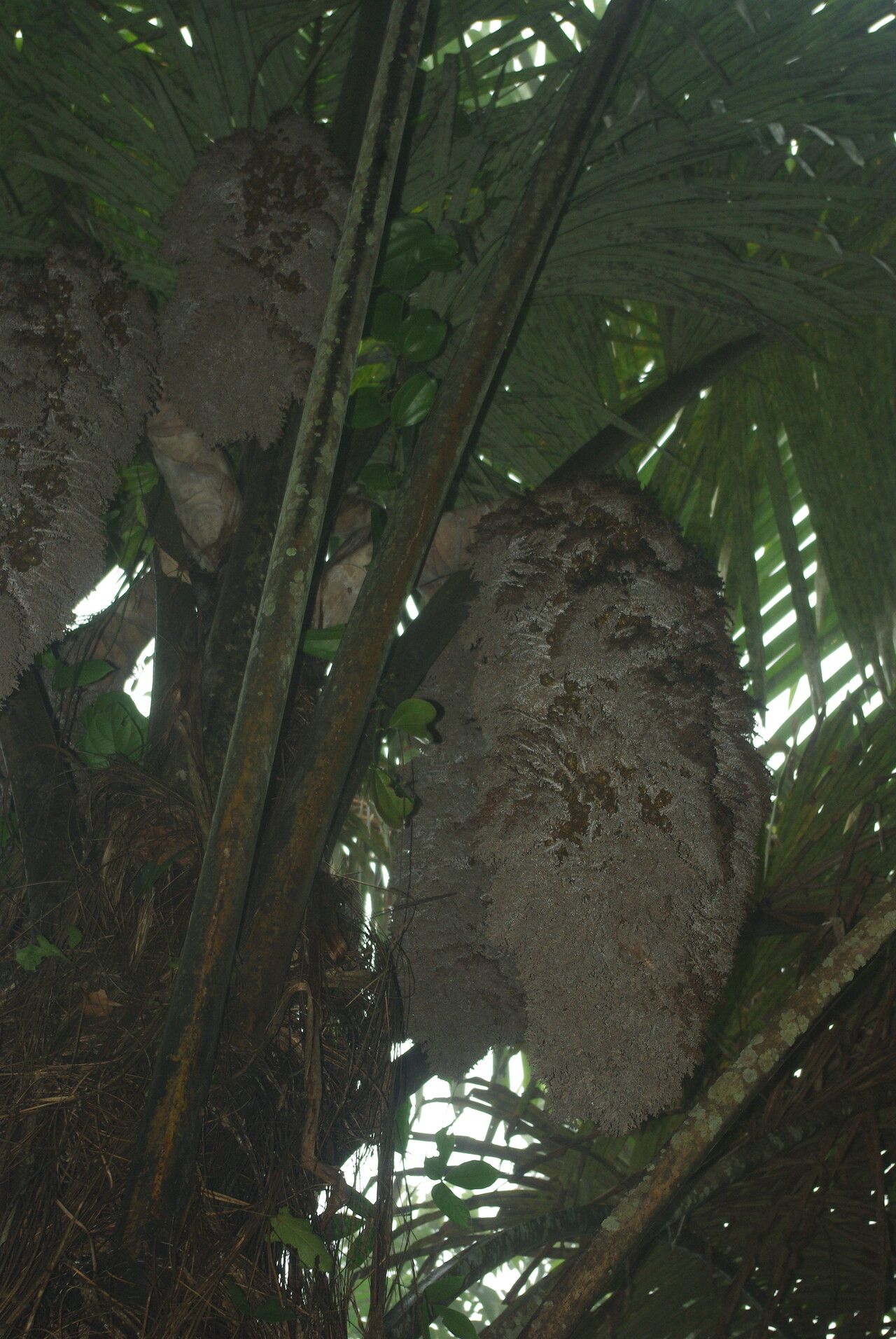 Raphia textilis other