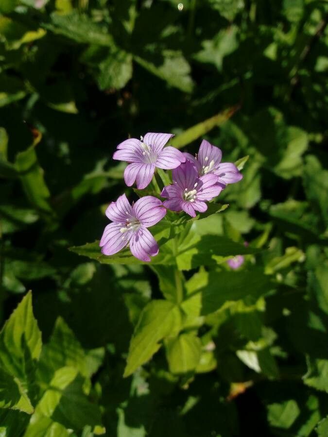 Epilobium alpestre flower