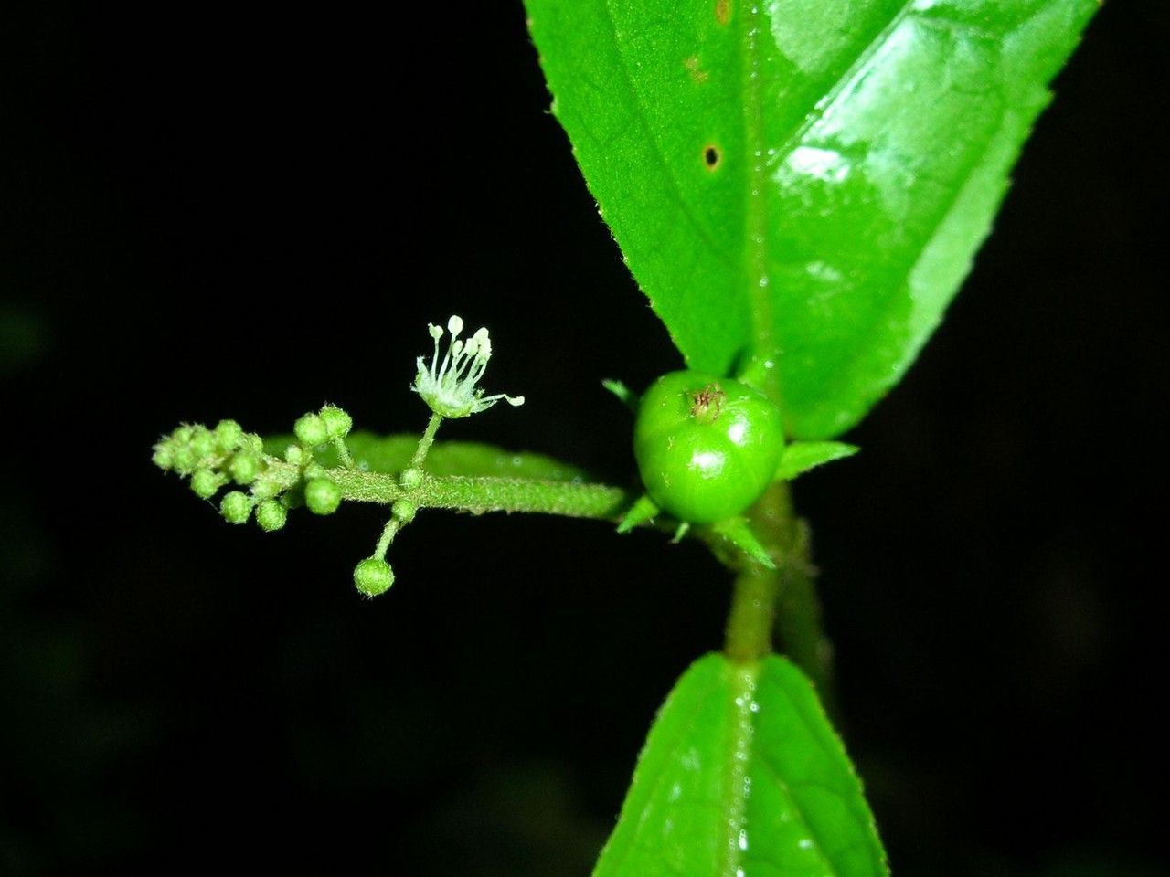 Croton brevipes bark