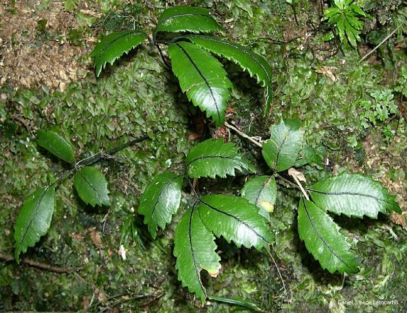 Ptisana rolandi-principis — houseplant care guide