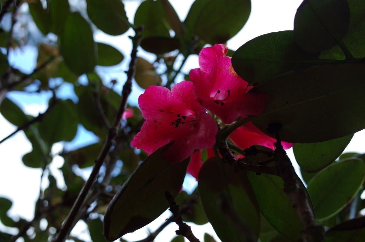 Rhododendron fulgens flower