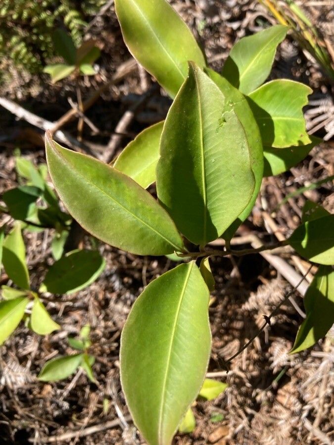 Avicennia germinans leaf