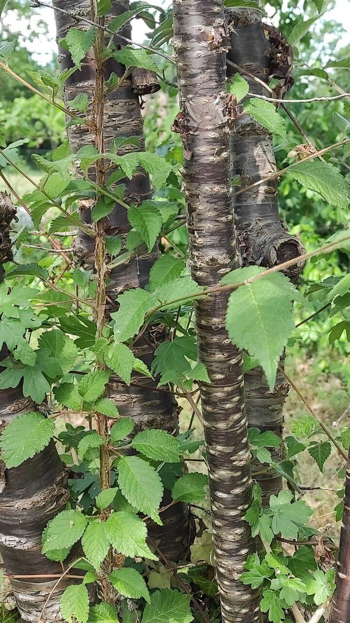 Prunus canescens bark