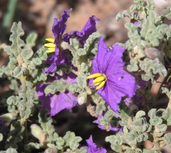 Solanum plicatile — houseplant care guide