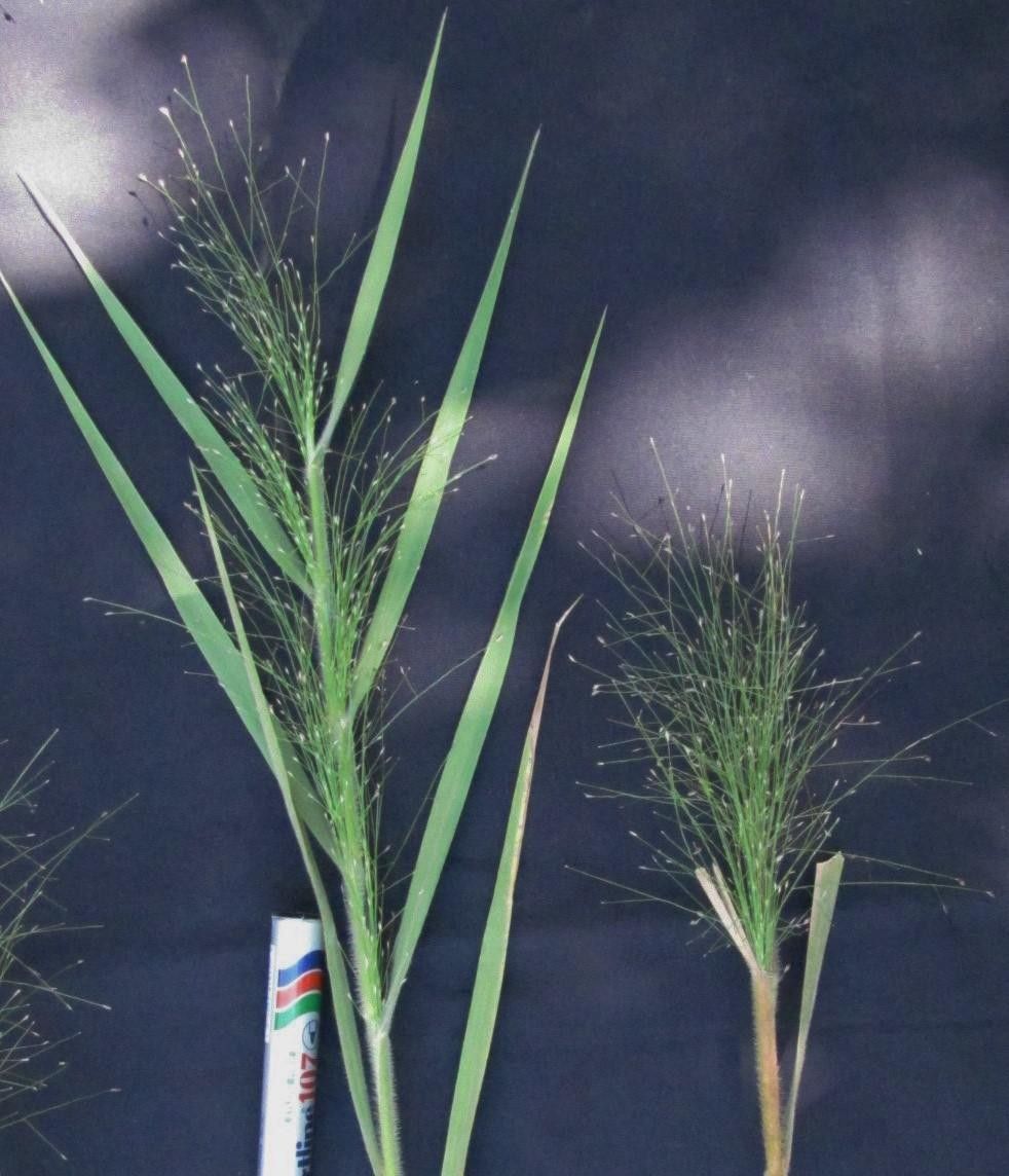 Panicum rudgei fruit