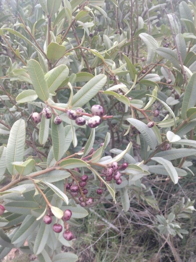 Ozoroa paniculosa fruit