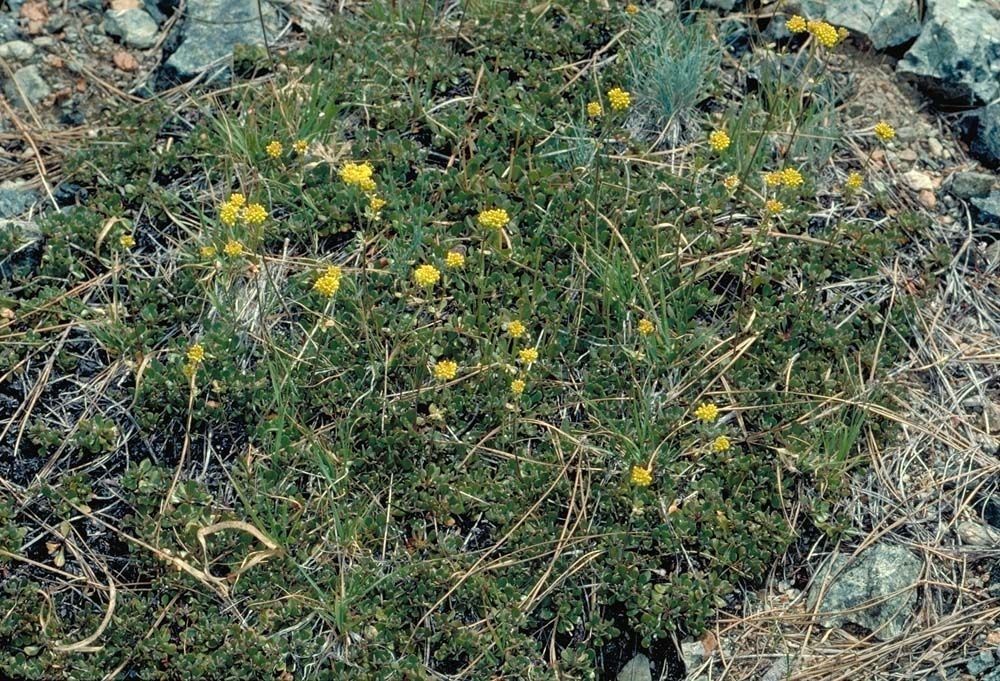 Eriogonum siskiyouense habit