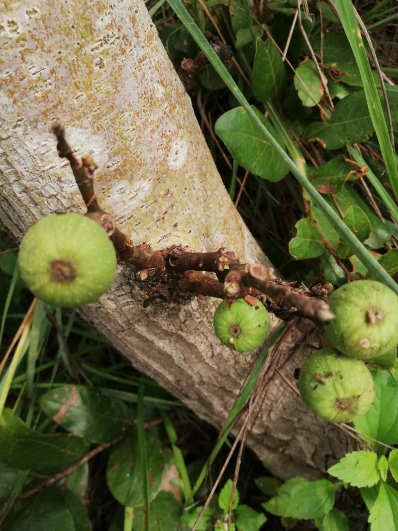 Ficus mucuso fruit