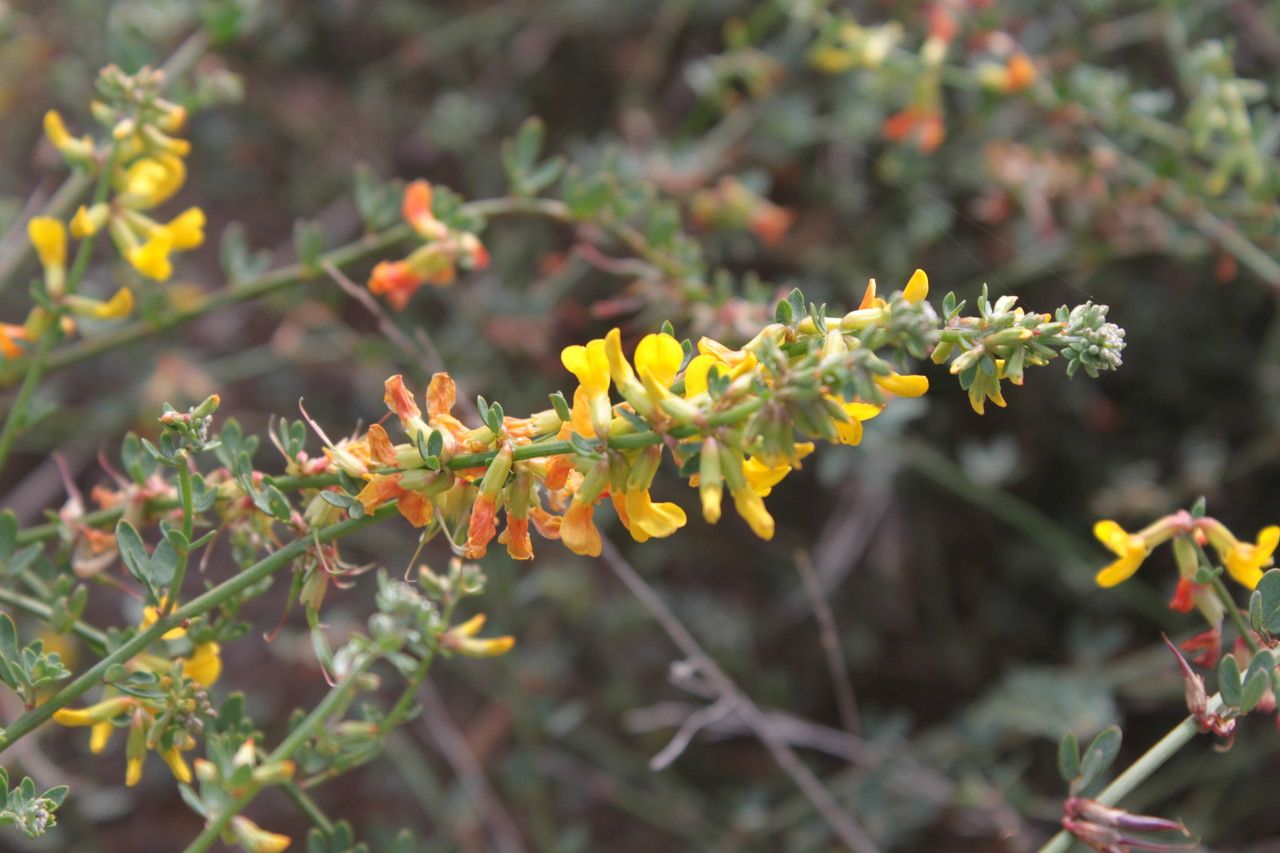 Acmispon dendroideus flower