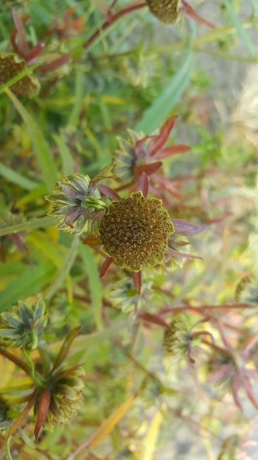 Bidens cernua fruit