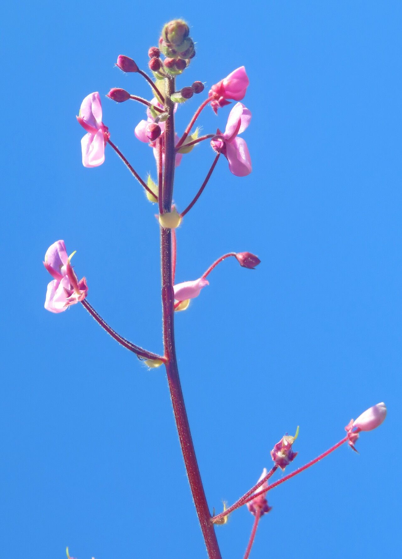Grona adscendens flower