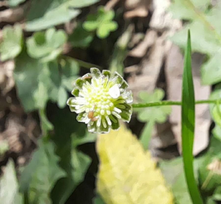 Cotula australis flower