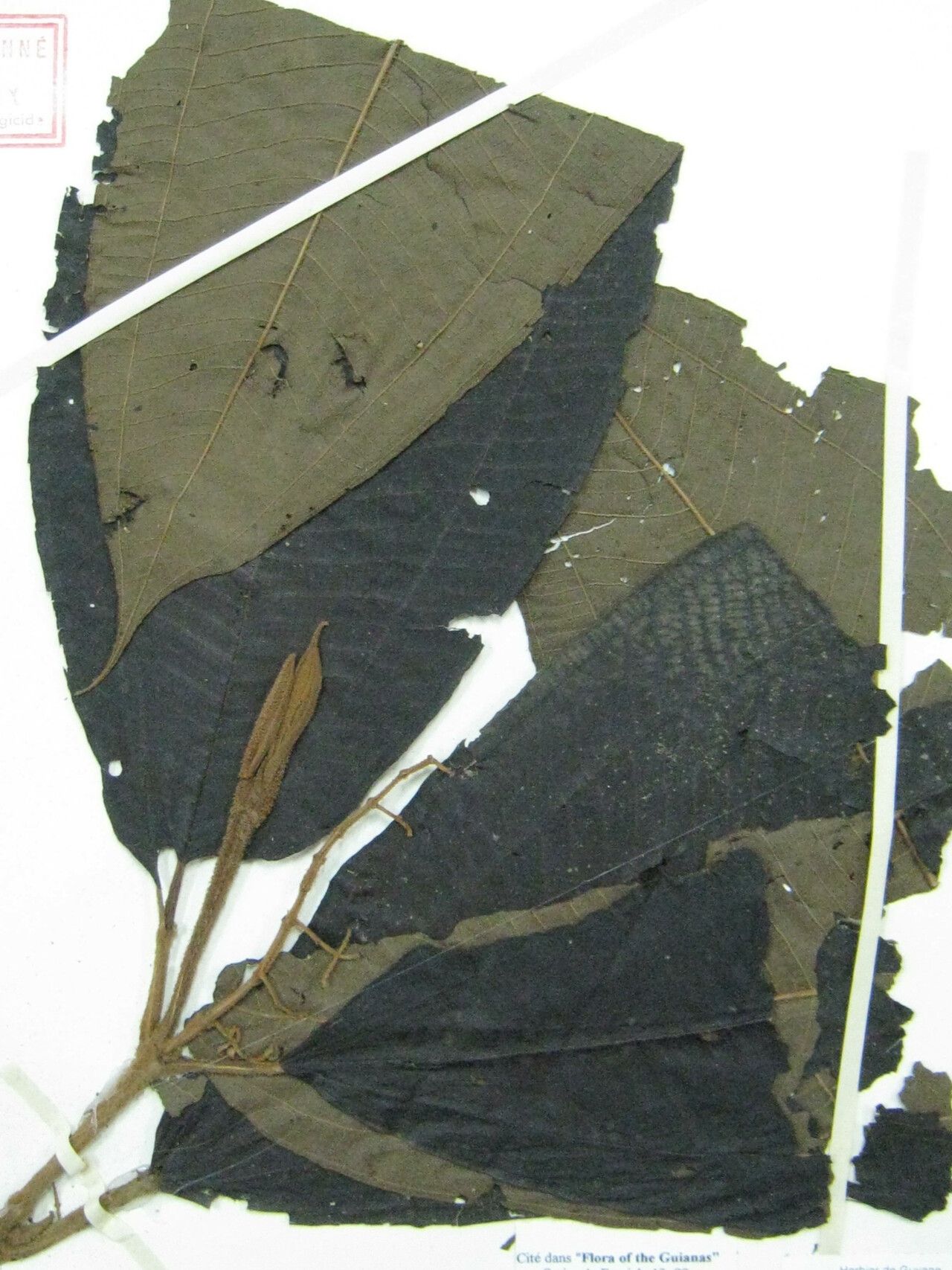 Miconia dispar other