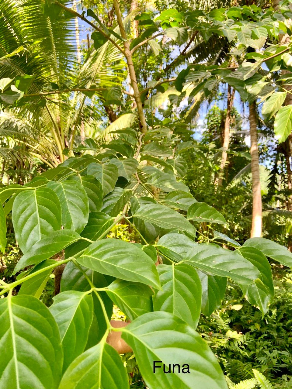 Canthium merrillii — houseplant care guide