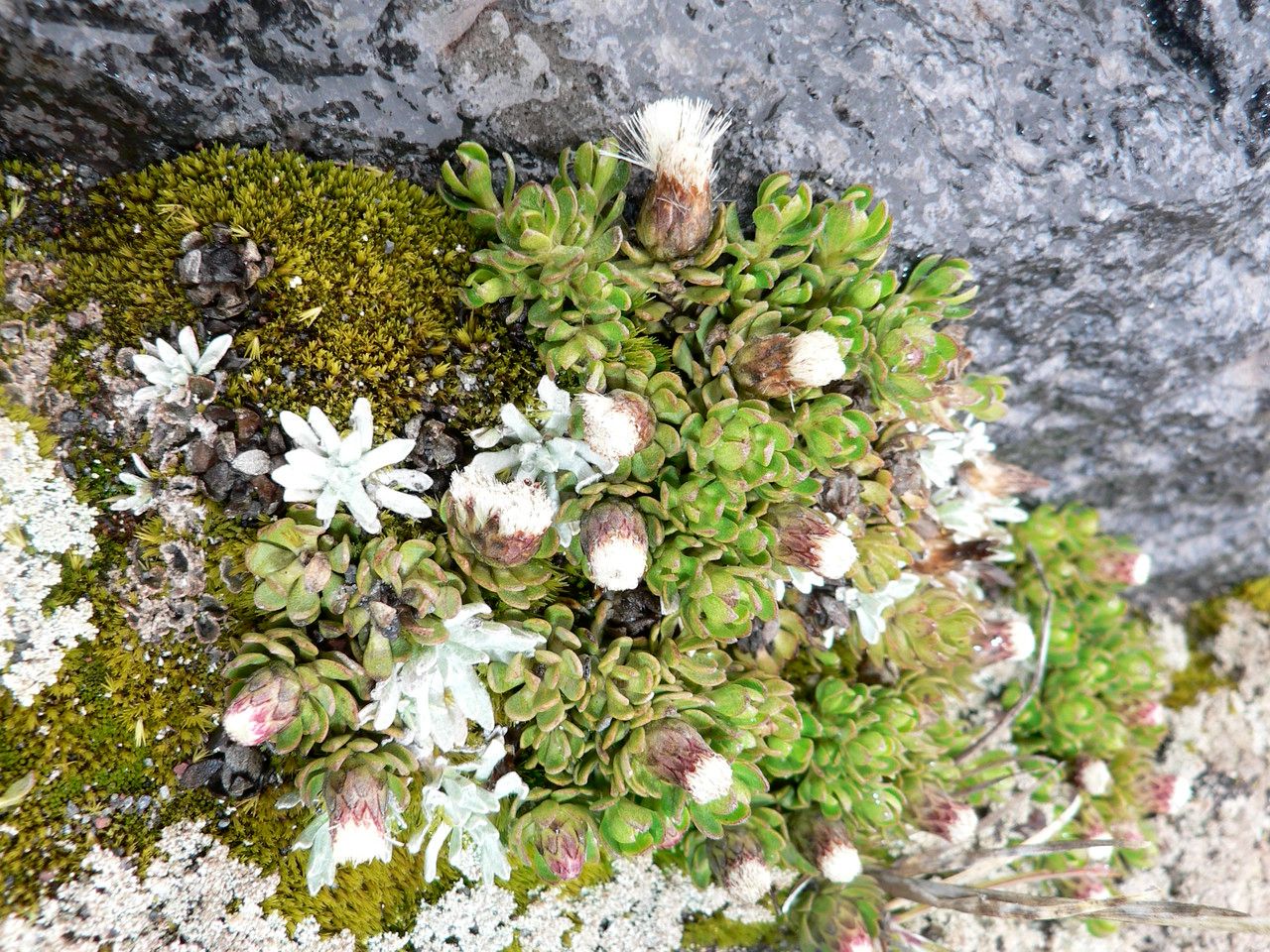 Baccharis alpina leaf