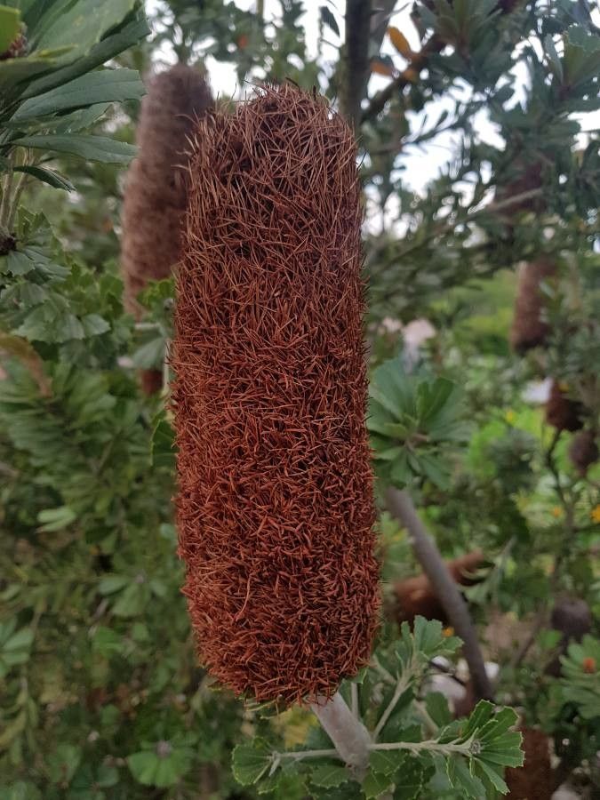 Banksia praemorsa fruit