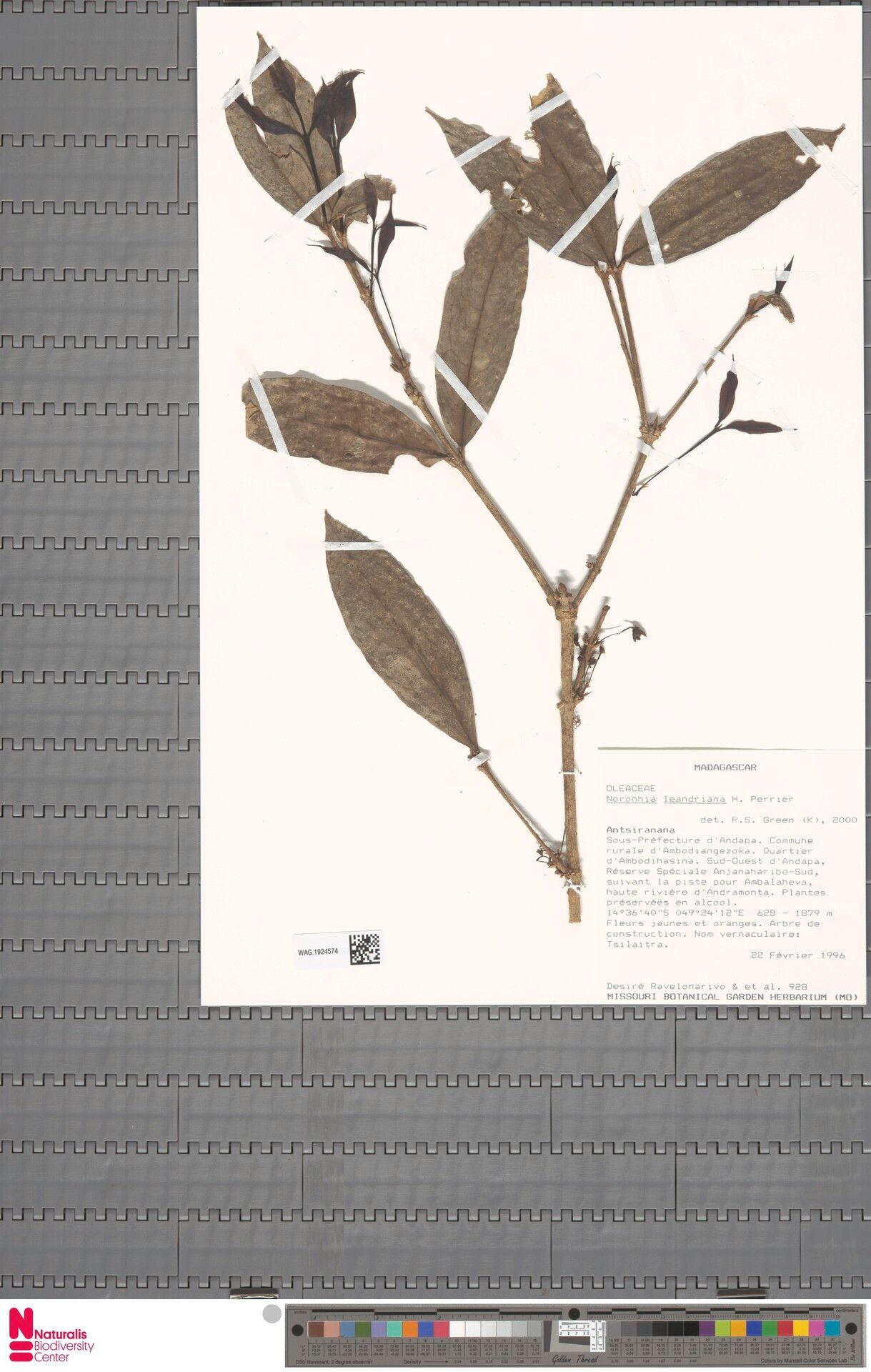 Noronhia leandriana — search result for 'Noronhia'