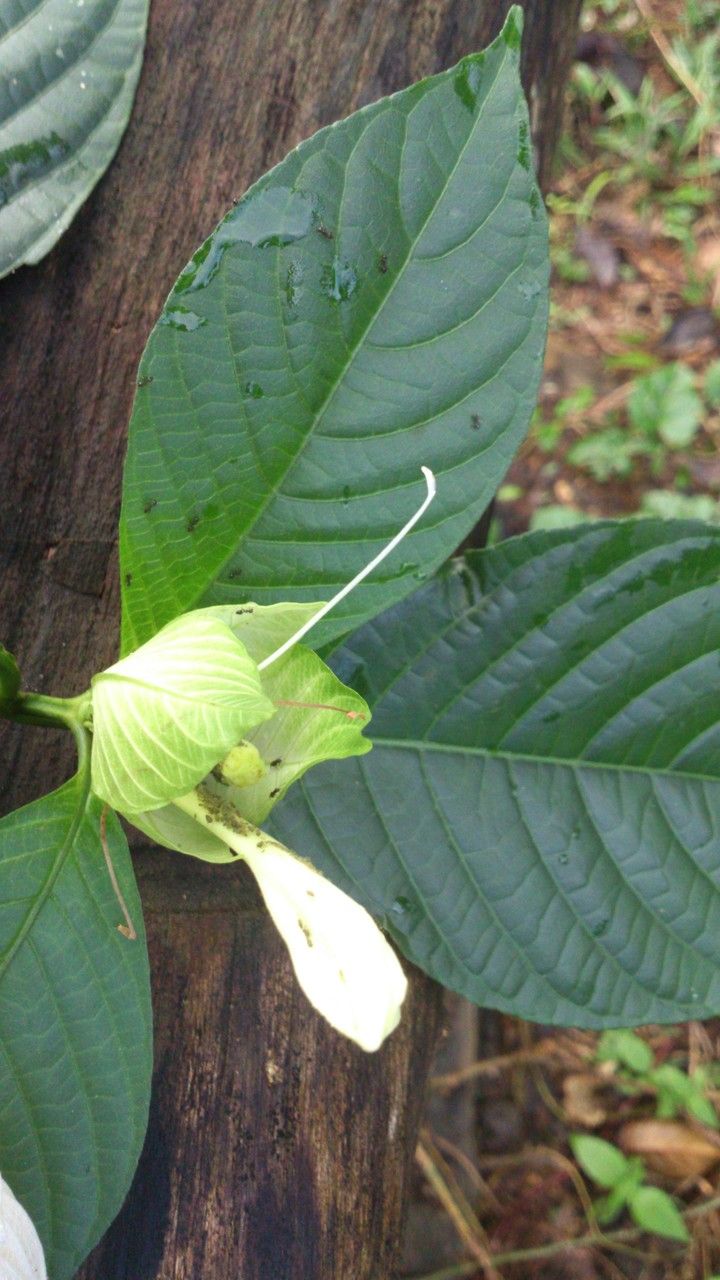 Ruellia tubiflora flower