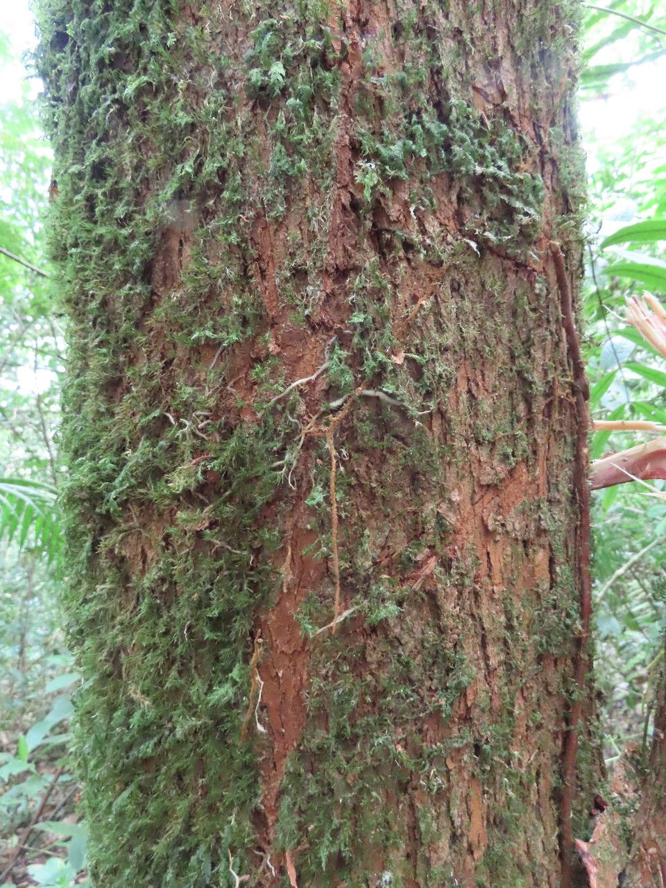 Phyllanthus skutchii bark