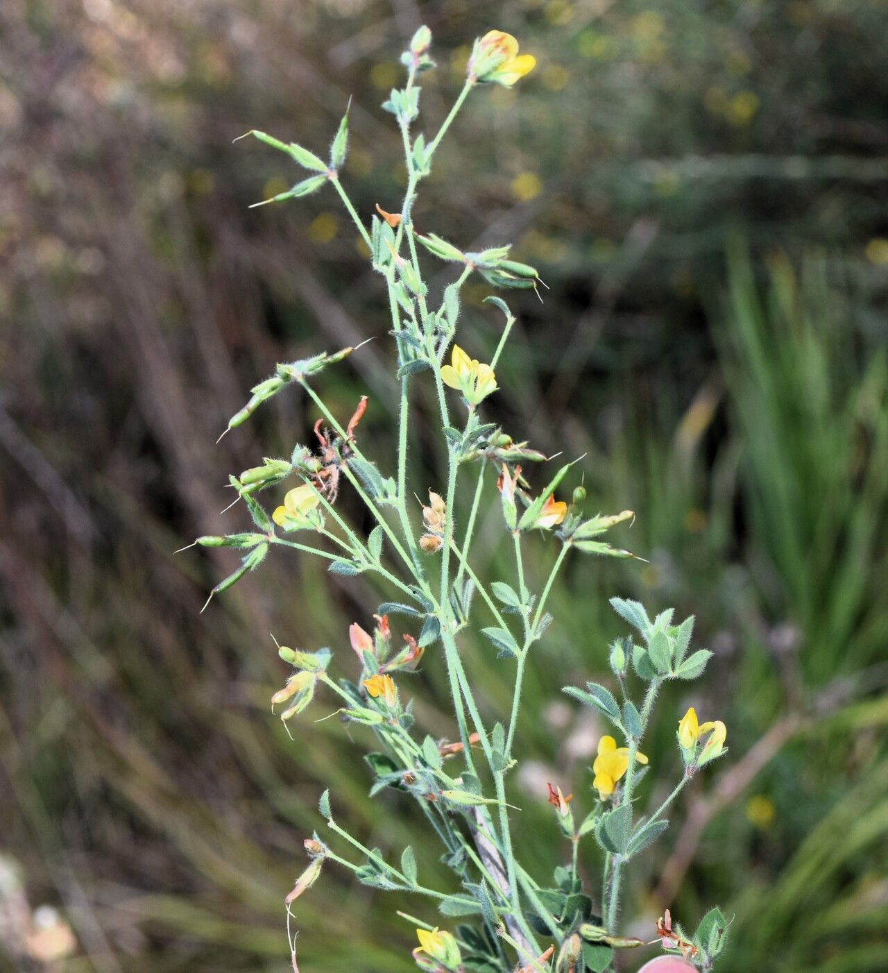 Lotus castellanus habit