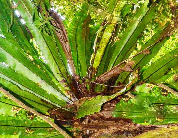 Asplenium mauritianum — houseplant care guide