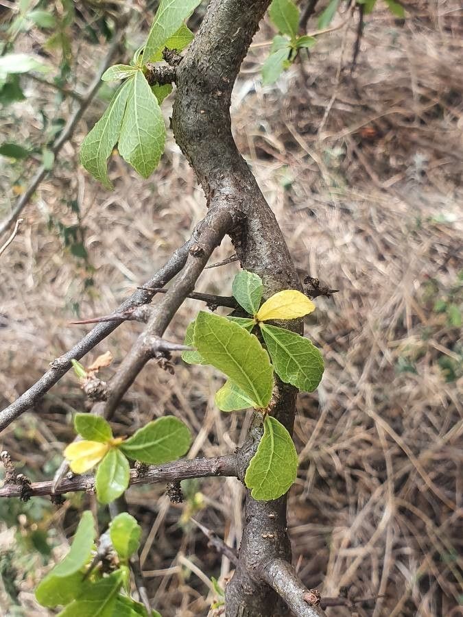 Commiphora madagascariensis leaf