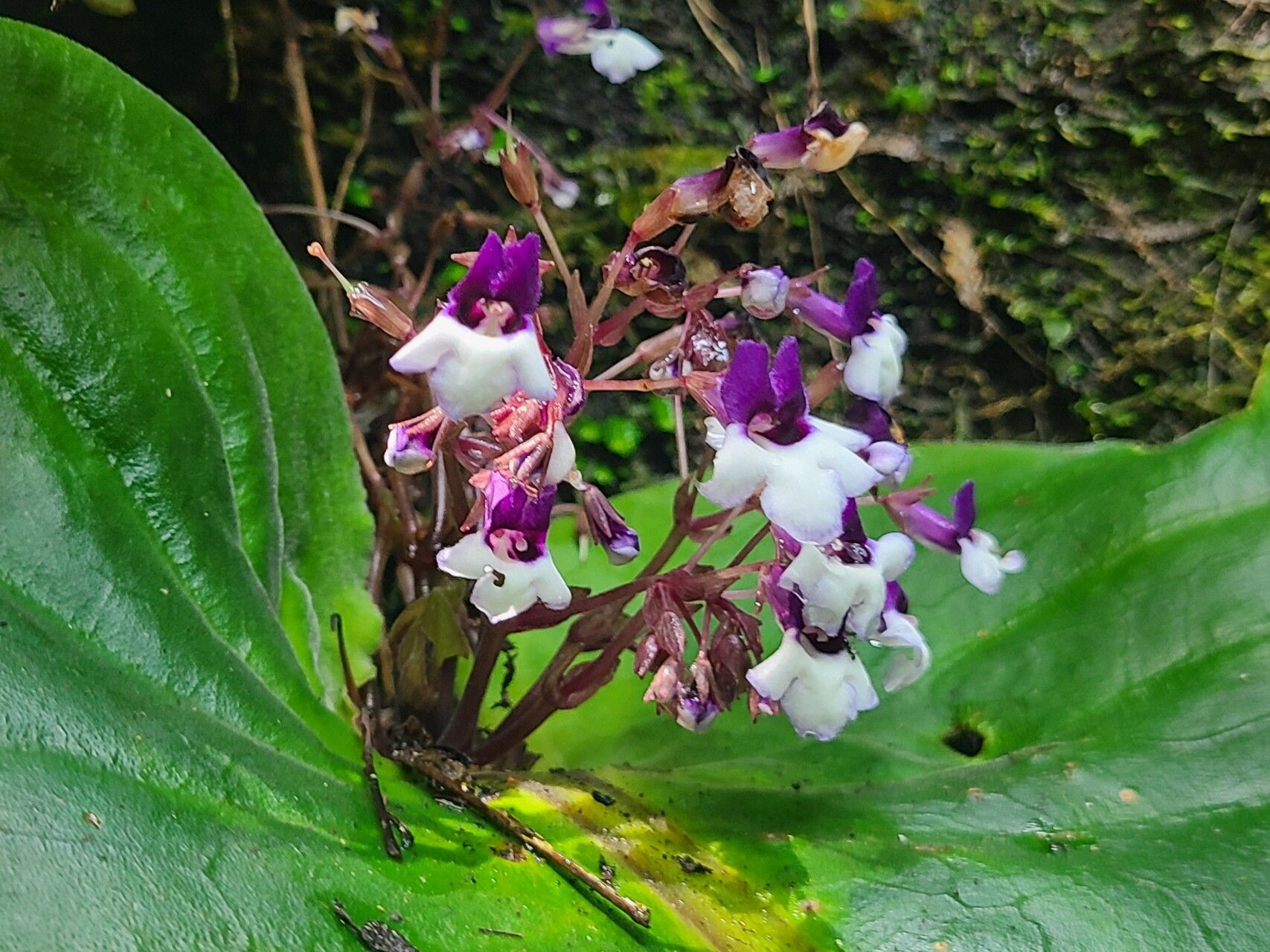 Streptocarpus mannii — search result for 'Streptocarpus'