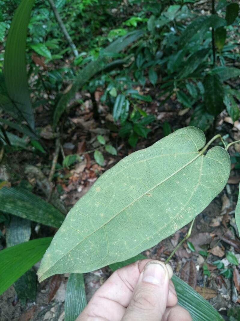Aristolochia wankeana leaf