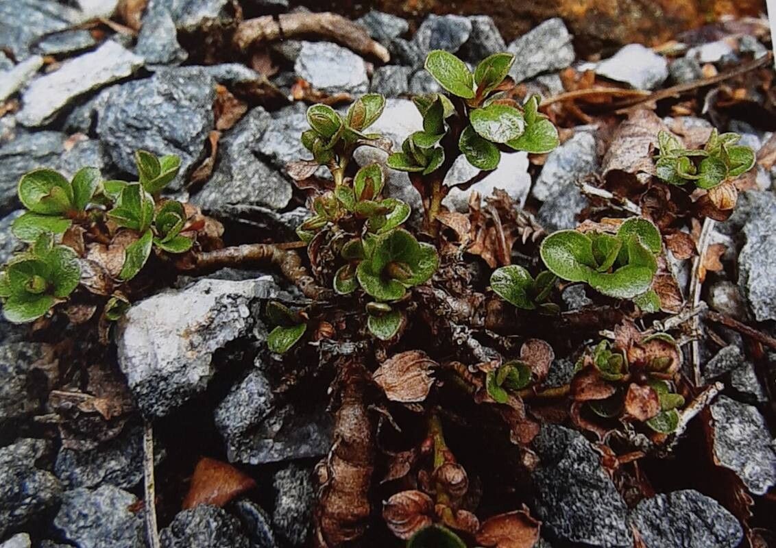 Salix rotundifolia — houseplant care guide