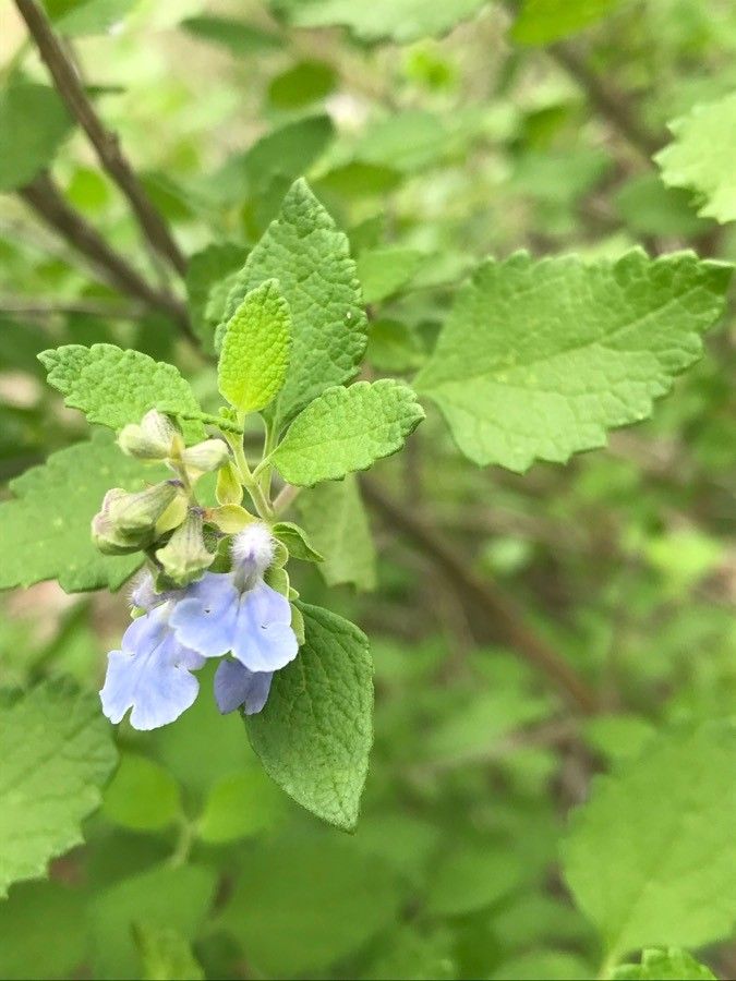 Salvia ballotiflora flower