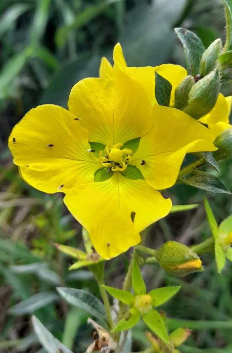Ludwigia sericea flower