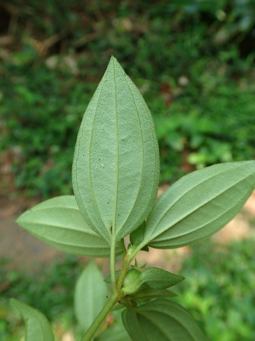 Tristemma demeusei — related species from the same genus