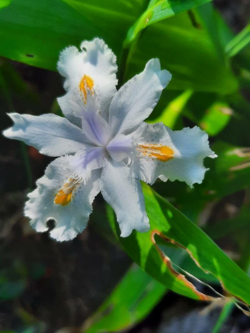 Iris confusa flower