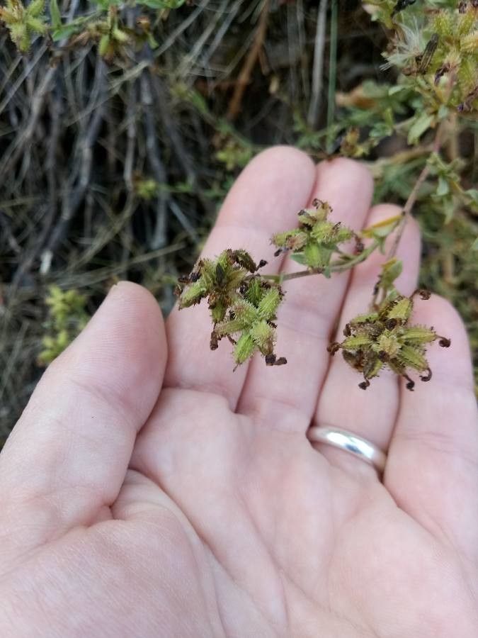 Plumbago europaea fruit