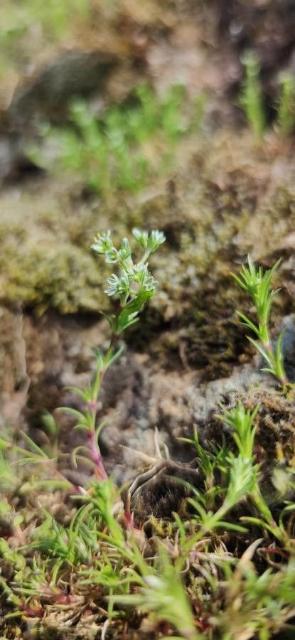 Scleranthus perennis leaf