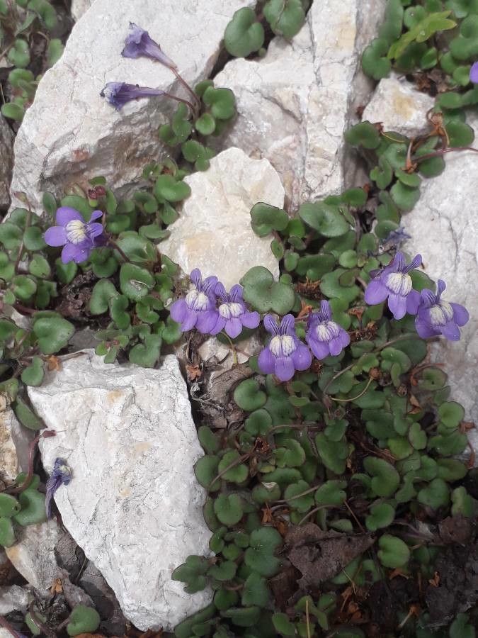 Cymbalaria pallida habit
