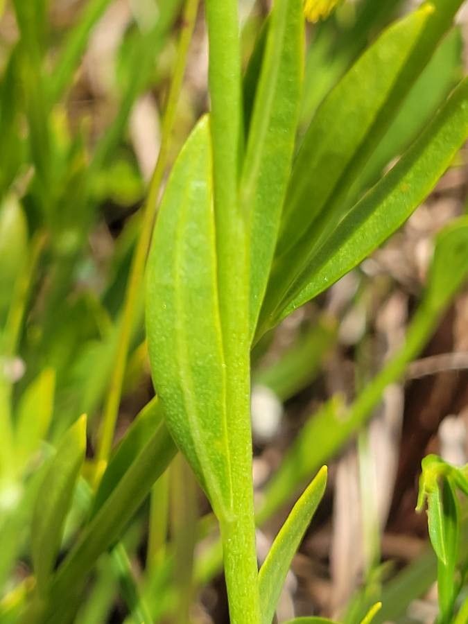 Polygala rugelii leaf
