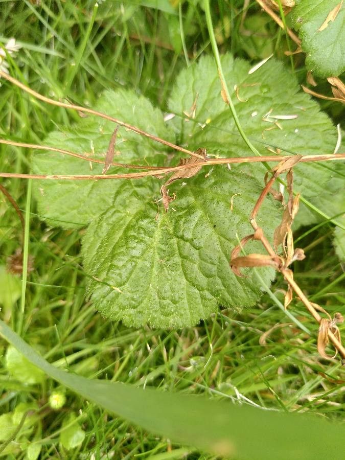 Primula matthioli bark