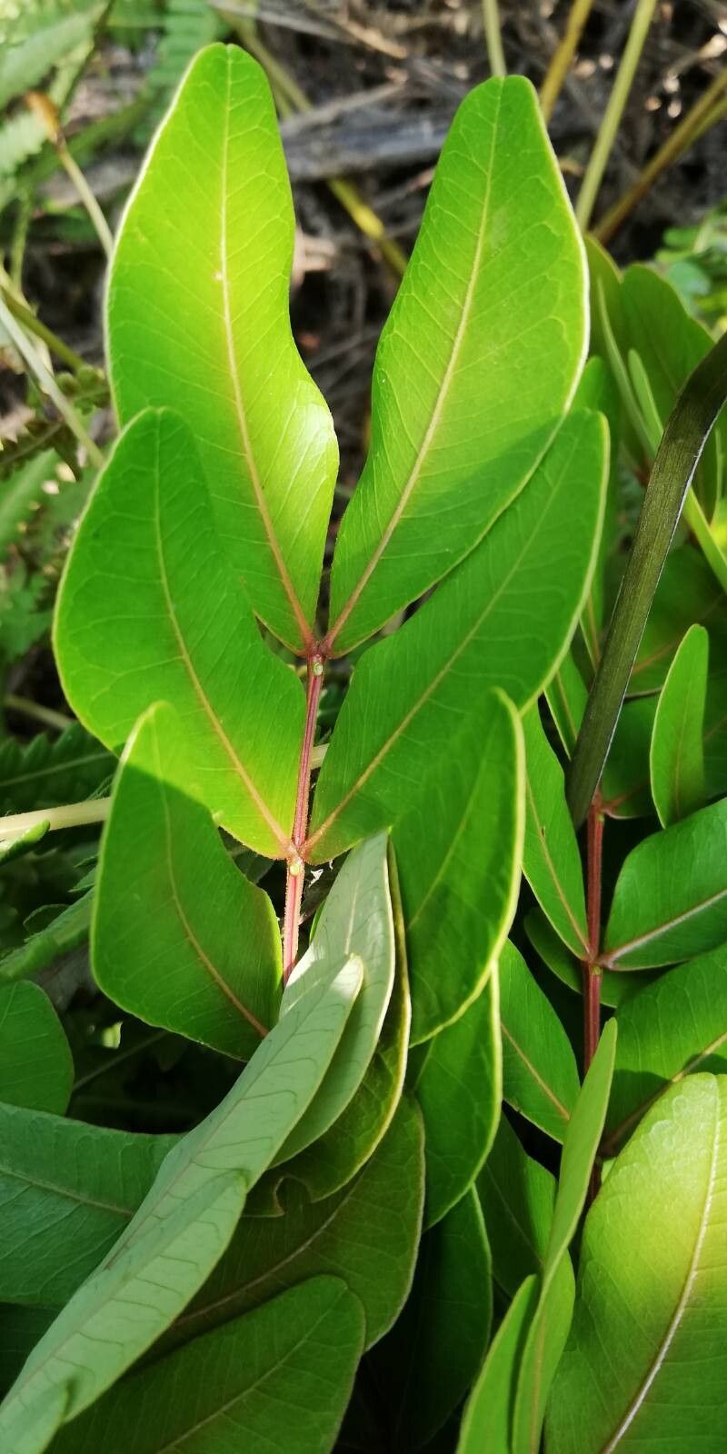 Albizia glaberrima — houseplant care guide