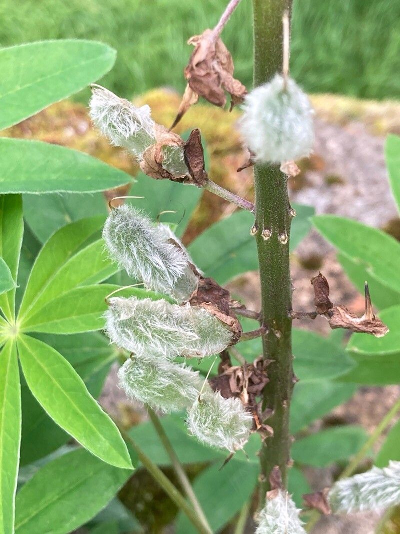 Lupinus × regalis fruit