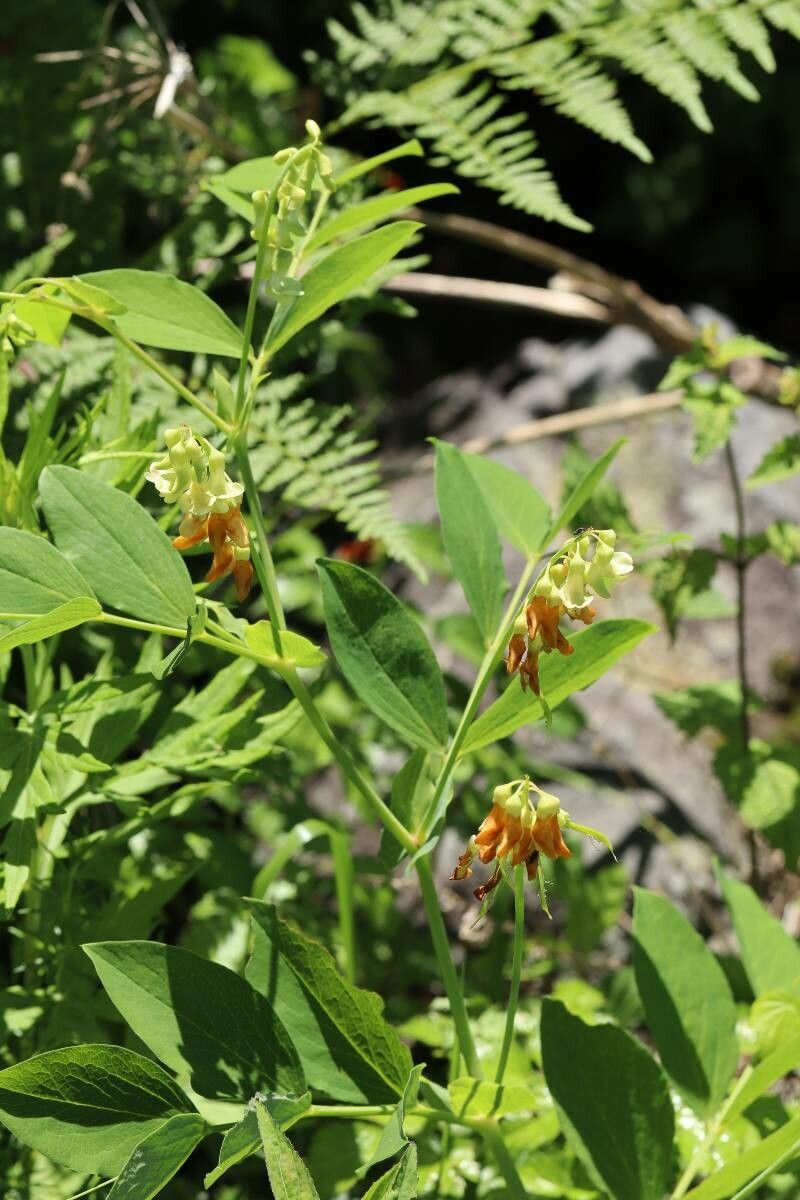 Lathyrus davidii flower